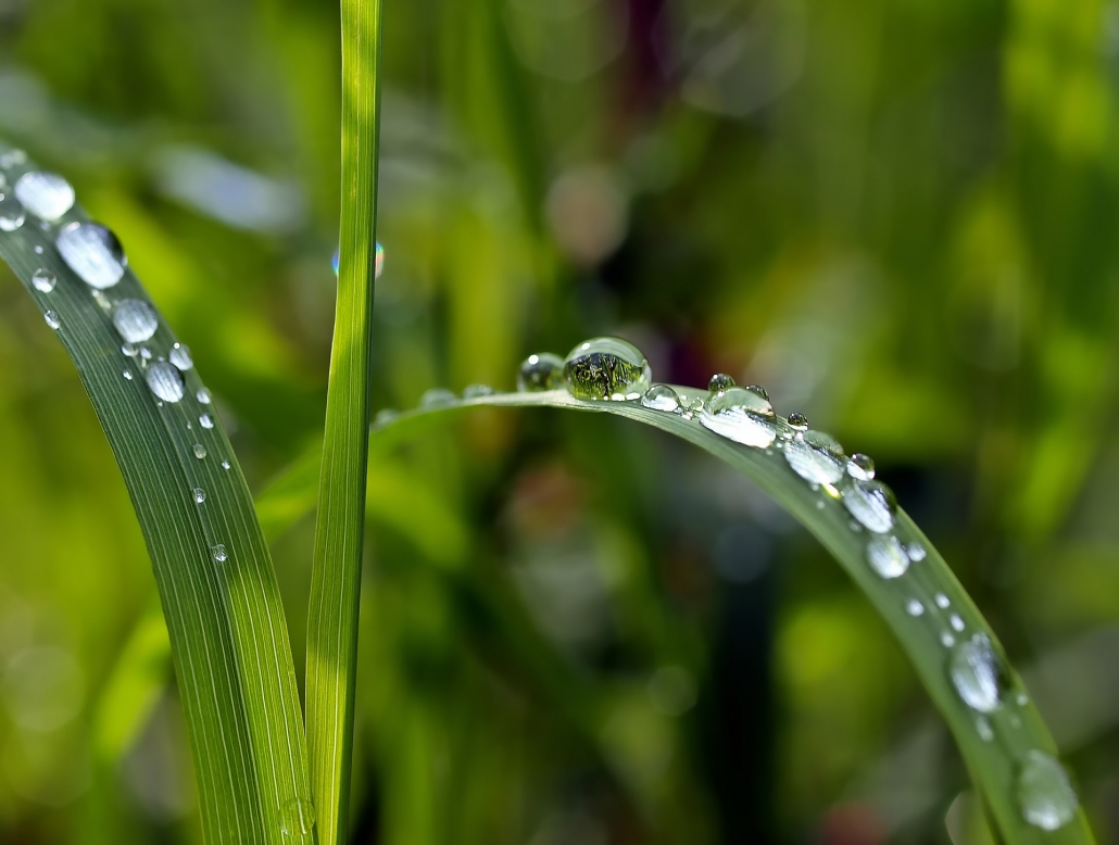 Irrigation Christchurch, Spray On Grass